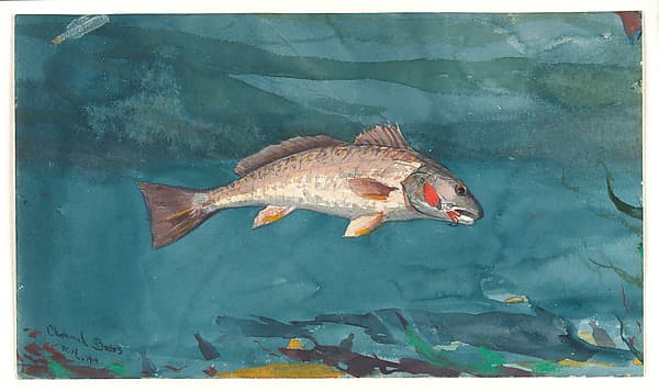 Уинслоу Хомер. Морской окунь, 1904 года.