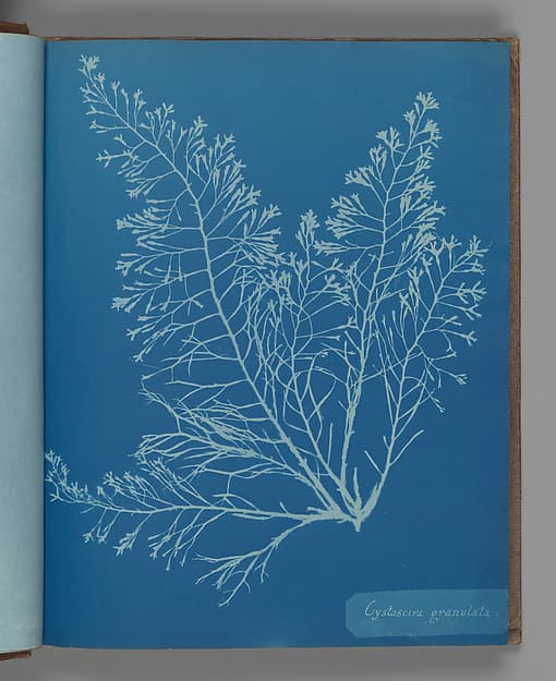 Анна Аткинс. Ботанический лист «Cystoseira granulata», около 1853 года.