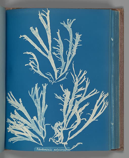 Анна Аткинс. Ботанический лист «Rhodomenia Polycarpa», около 1853 года.