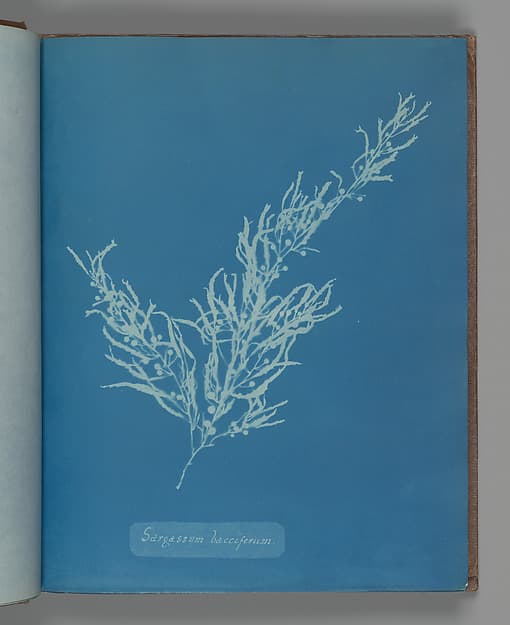 Анна Аткинс. Ботанический лист «Sargassum bacciferum», около 1853 года.