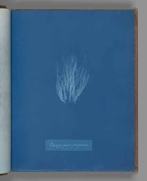 Анна Аткинс. Ботанический лист «Bangia fusco-purpurea», около 1853 года.