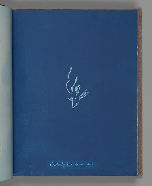 Анна Аткинс. Ботанический лист «Cladostephus spongiosus», около 1853 года.