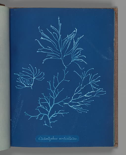 Анна Аткинс. Ботанический лист «Cladostephus verticillatus», около 1853 года.