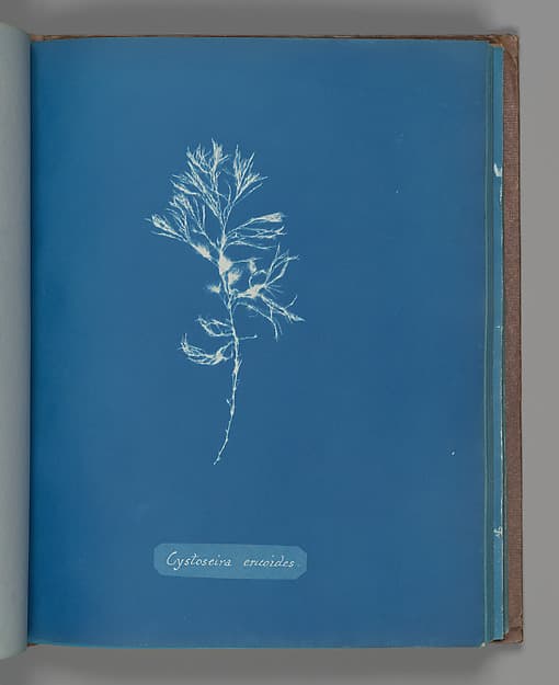 Анна Аткинс. Ботанический лист «Cystoseira ericoides», около 1853 года.