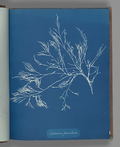 Анна Аткинс. Ботанический лист «Cystoseira fæniculacea», около 1853 года.