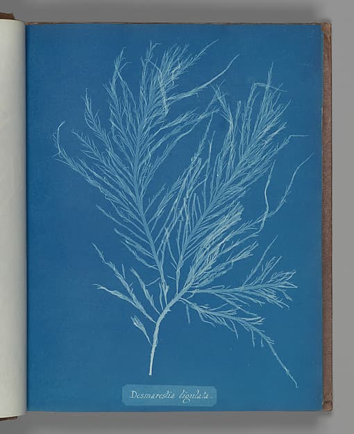 Анна Аткинс. Ботанический лист «Desmarestia liqulata», около 1853 года.