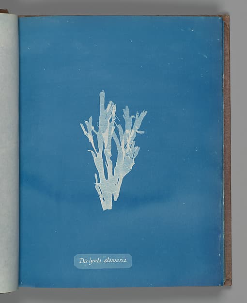 Анна Аткинс. Ботанический лист «Dictyota atomaria», около 1853 года.