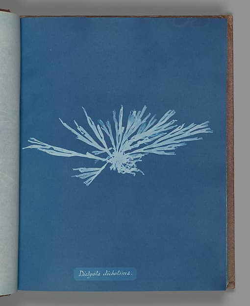 Анна Аткинс. Ботанический лист «Dictyota dichotoma», около 1853 года.