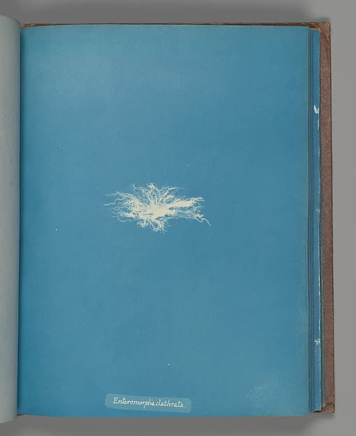 Анна Аткинс. Ботанический лист «Enteromorpha clathrata», около 1853 года.