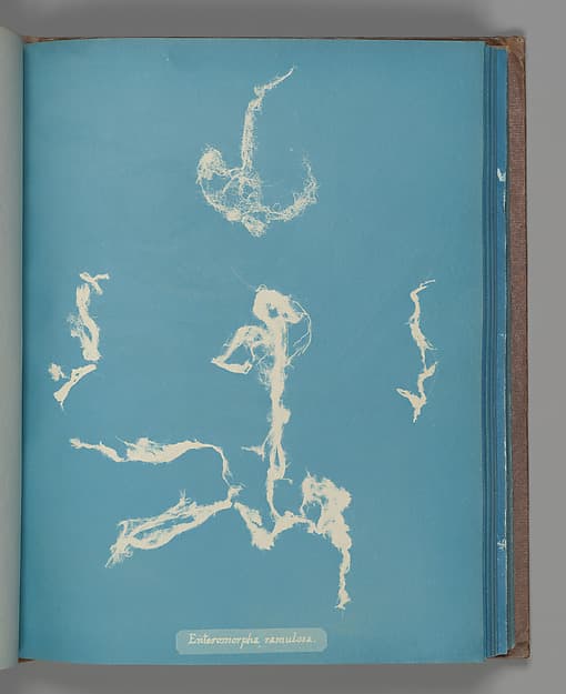 Анна Аткинс. Ботанический лист «Enteromorpha ramulosa», около 1853 года.