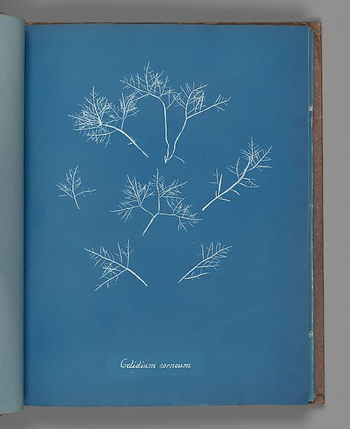 Анна Аткинс. Ботанический лист «Gelidium corneum», около 1853 года.