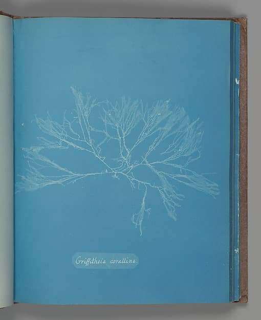 Анна Аткинс. Ботанический лист «Griffithsia corallina», около 1853 года.