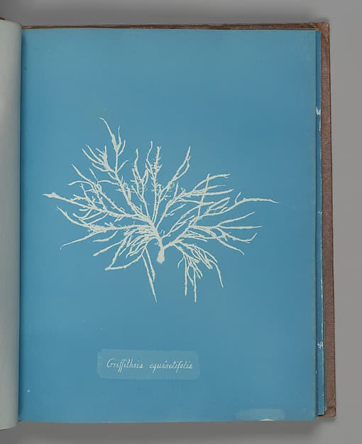 Анна Аткинс. Ботанический лист «Griffithsia equisetifolia», около 1853 года.