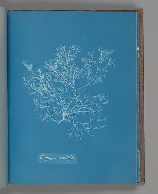 Анна Аткинс. Ботанический лист «Griffithsia multifida», около 1853 года.