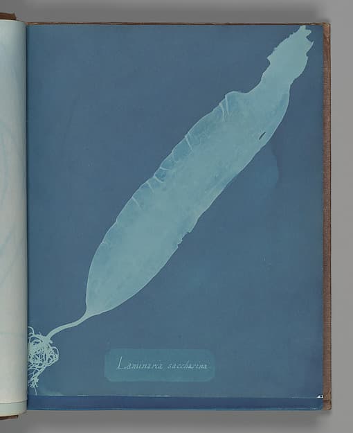 Анна Аткинс. Ботанический лист «Laminaria saccharina», около 1853 года.