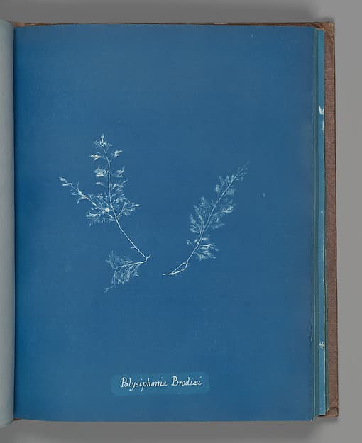Анна Аткинс. Ботанический лист «Polysiphonia Brodiæi», около 1853 года.