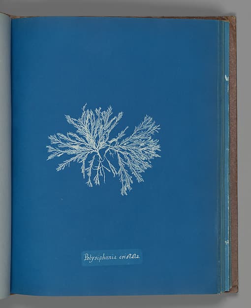 Анна Аткинс. Ботанический лист «Polysiphonia cristata», около 1853 года.