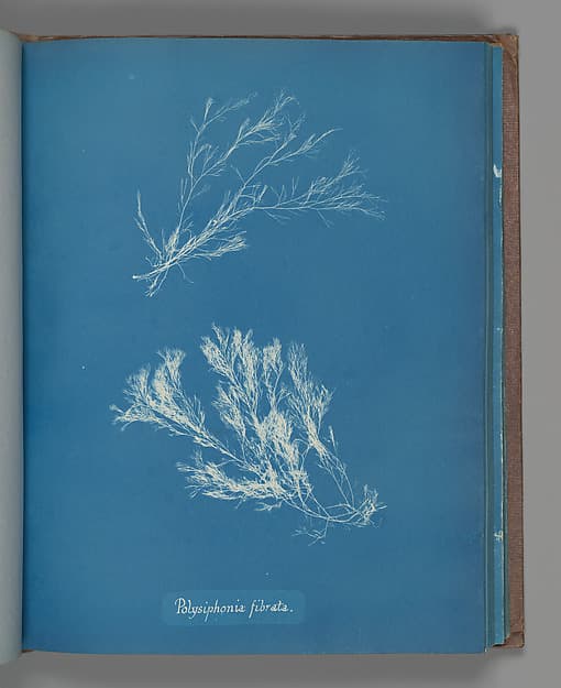 Анна Аткинс. Ботанический лист «Polysiphonia fibrata», около 1853 года.