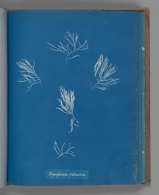 Анна Аткинс. Ботанический лист «Polysiphonia fruticulosa», около 1853 года.