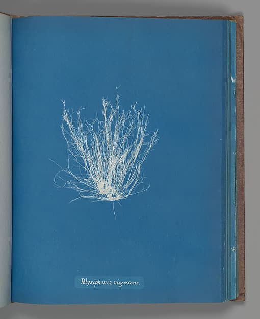 Анна Аткинс. Ботанический лист «Polysiphonia nigrescens», около 1853 года.