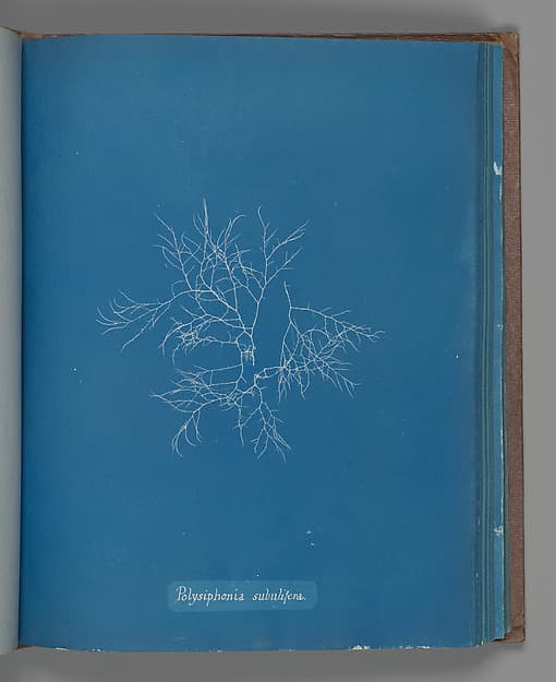 Анна Аткинс. Ботанический лист «Polysiphonia subulifera», около 1853 года.