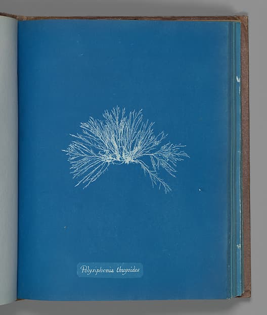Анна Аткинс. Ботанический лист «Polysiphonia thuyoides», около 1853 года.