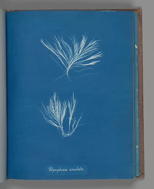 Анна Аткинс. Ботанический лист «Polysiphonia urceolata», около 1853 года.
