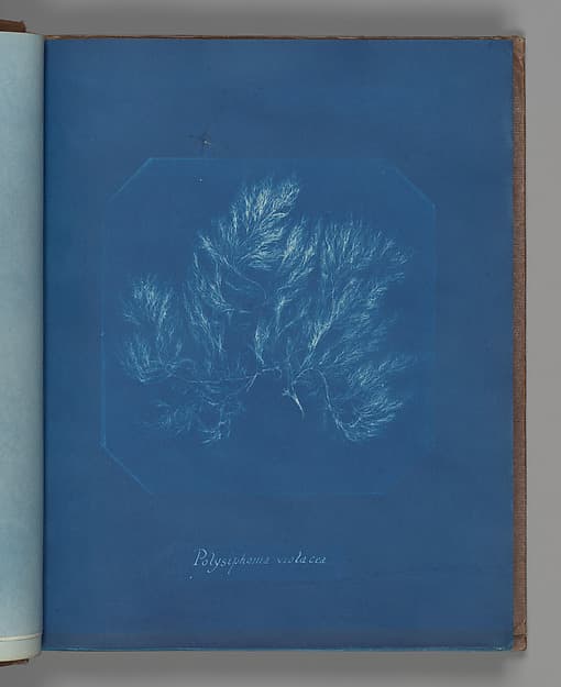 Анна Аткинс. Ботанический лист «Polysiphonia violacea», около 1853 года.