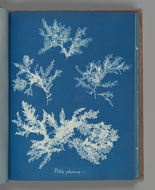 Анна Аткинс. Ботанический лист «Ptilota plumosa», около 1853 года.