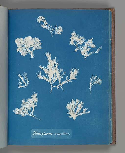 Анна Аткинс. Ботанический лист «Ptilota plumosa. ß capillaris», около 1853 года.