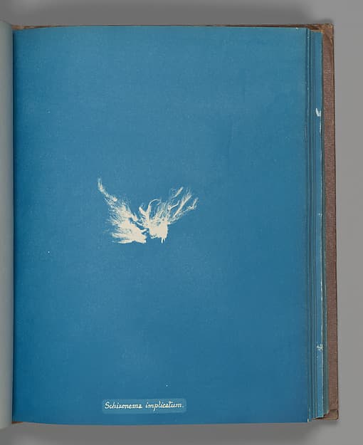 Анна Аткинс. Ботанический лист «Schizonema implicatum», около 1853 года.