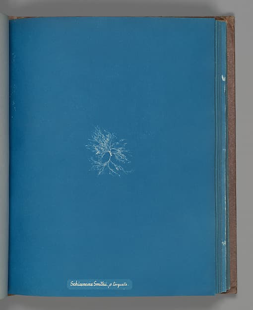 Анна Аткинс. Ботанический лист «Schizonema Smithii, ß torqata», около 1853 года.