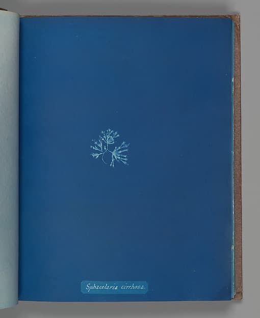 Анна Аткинс. Ботанический лист «Sphacelaria cirrhosa», около 1853 года.