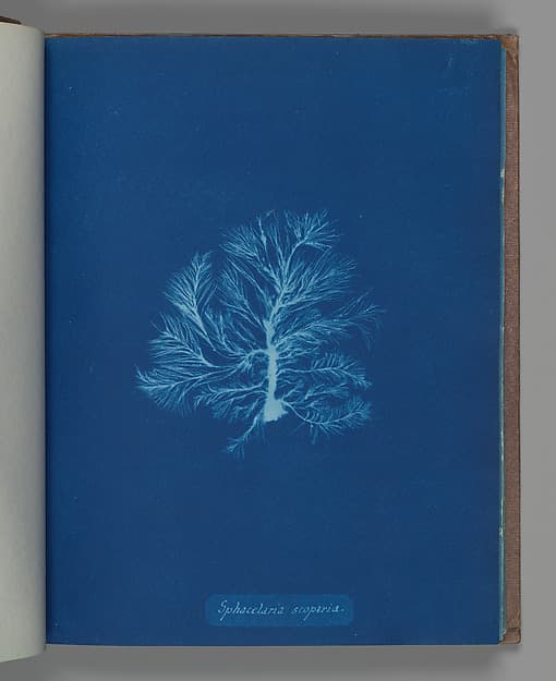 Анна Аткинс. Ботанический лист «Sphacelaria scoparia», около 1853 года.