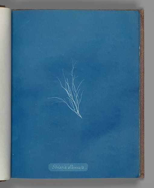 Анна Аткинс. Ботанический лист «Striaria attenuata», около 1853 года.