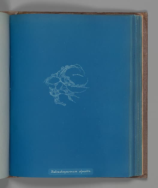 Анна Аткинс. Ботанический лист «Batrachospermum alpestre», около 1853 года.
