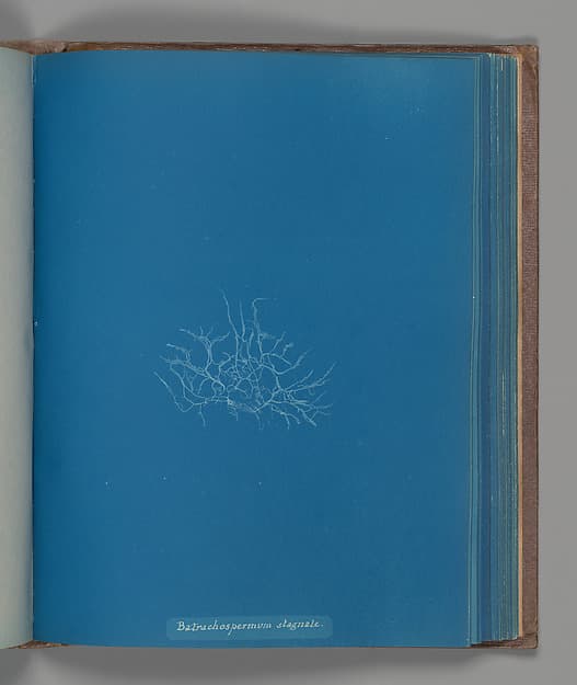 Анна Аткинс. Ботанический лист «Batrachospermum stagnale», около 1853 года.