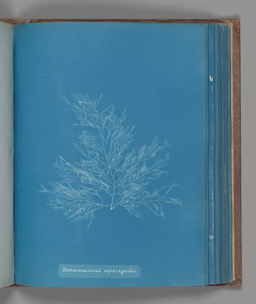 Анна Аткинс. Ботанический лист «Bonnemaisonia asparagoides», около 1853 года.