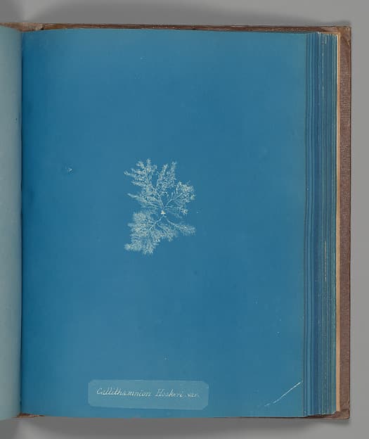 Анна Аткинс. Ботанический лист «Callithamnion Hookeri, var.», около 1853 года.