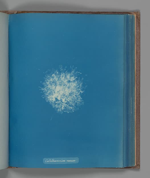 Анна Аткинс. Ботанический лист «Callithamnion roseum», около 1853 года.