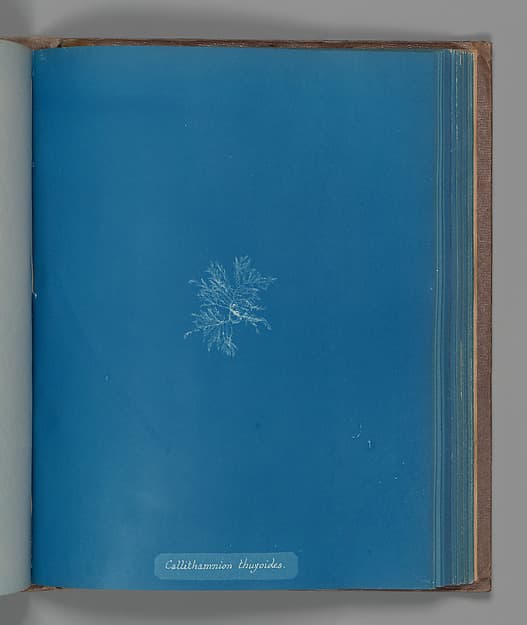Анна Аткинс. Ботанический лист «Callithamnion thuyoides», около 1853 года.