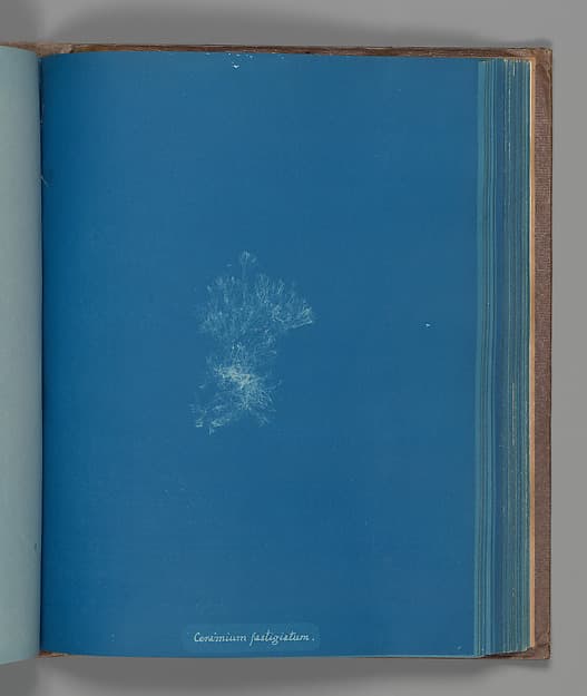 Анна Аткинс. Ботанический лист «Ceramium fastigiatum», около 1853 года.