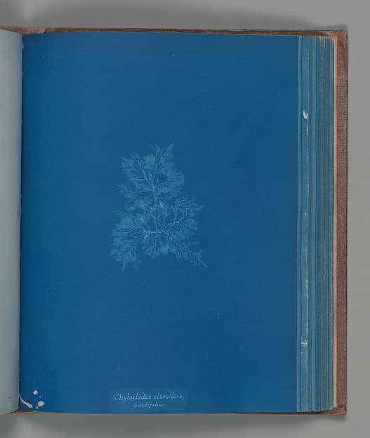 Анна Аткинс. Ботанический лист «Chylocladia clavellosa, ß sedifolius», около 1853 года.