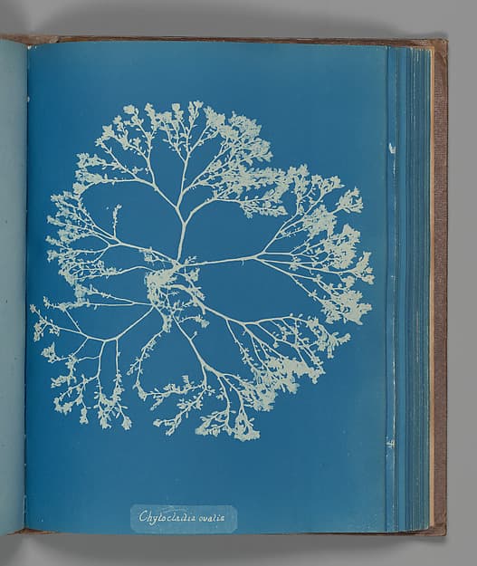 Анна Аткинс. Ботанический лист «Chylocladia ovalis», около 1853 года.
