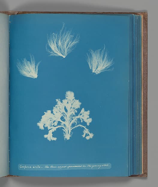 Анна Аткинс. Ботанический лист «Confera arcta - the three upper specimens in the young state», около 1853 года.