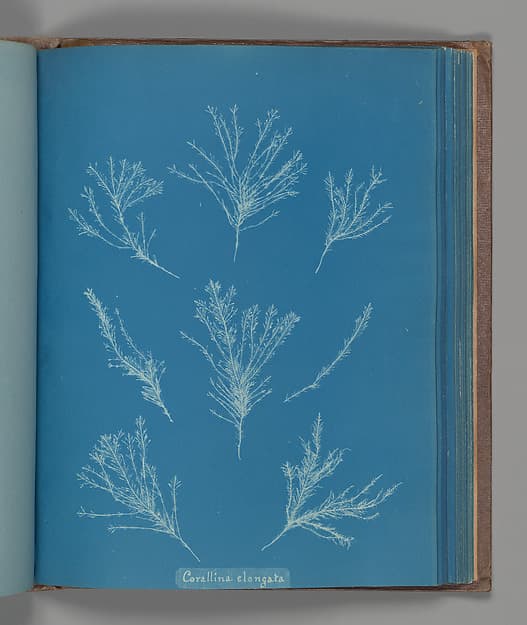 Анна Аткинс. Ботанический лист «Corallina elongata», около 1853 года.