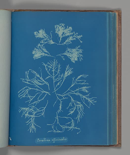 Анна Аткинс. Ботанический лист «Corallina officinalis», около 1853 года.