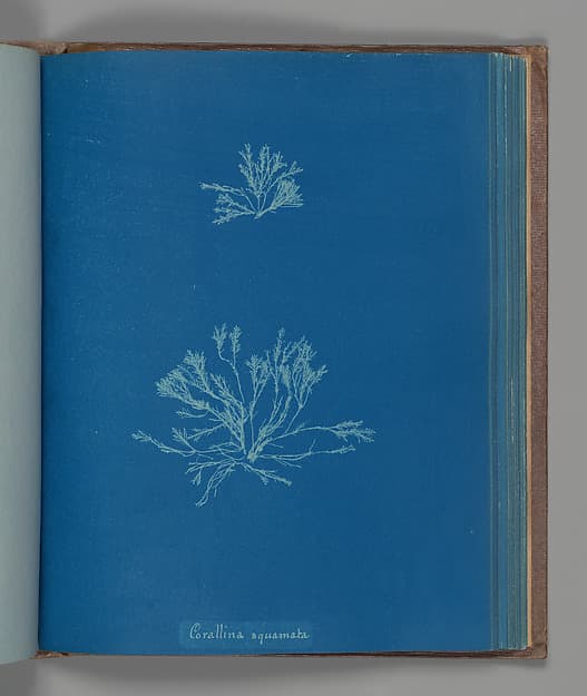 Анна Аткинс. Ботанический лист «Corallina squamata», около 1853 года.