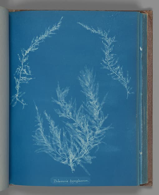 Анна Аткинс. Ботанический лист «Delesseria hypoglassum», около 1853 года.