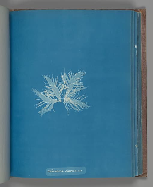 Анна Аткинс. Ботанический лист «Delesseria sinvosa, var.», около 1853 года.